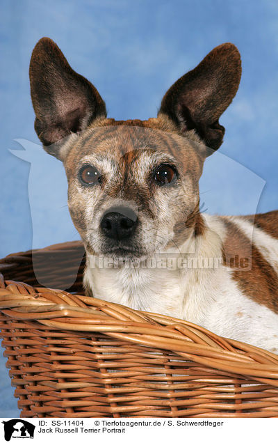 Jack Russell Terrier Portrait / Jack Russell Terrier Portrait / SS-11404