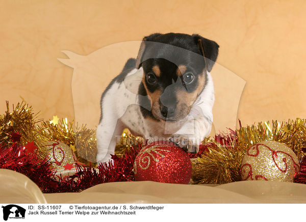 Jack Russell Terrier Welpe zur Weihnachtszeit / Jack Russell Terrier puppy at christmas time / SS-11607