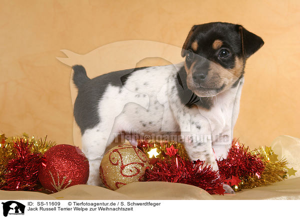 Jack Russell Terrier Welpe zur Weihnachtszeit / Jack Russell Terrier puppy at christmas time / SS-11609
