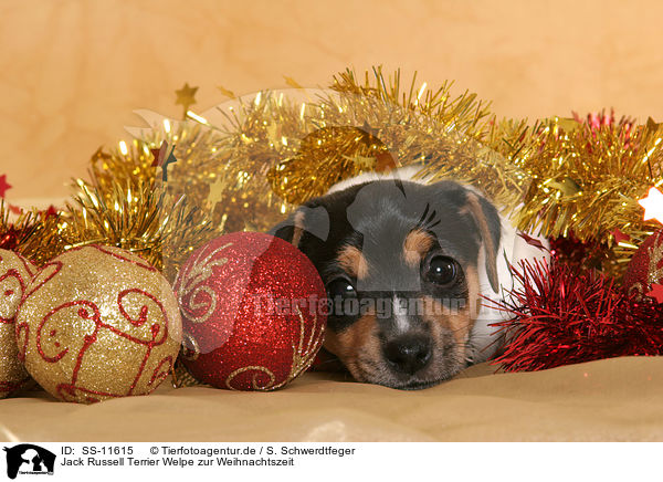 Jack Russell Terrier Welpe zur Weihnachtszeit / Jack Russell Terrier puppy at christmas time / SS-11615