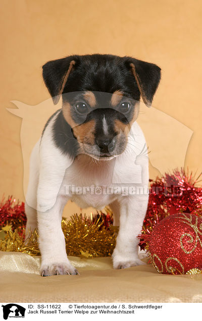 Jack Russell Terrier Welpe zur Weihnachtszeit / Jack Russell Terrier puppy at christmas time / SS-11622