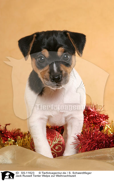 Jack Russell Terrier Welpe zur Weihnachtszeit / Jack Russell Terrier puppy at christmas time / SS-11623