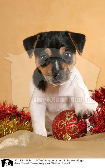 Jack Russell Terrier Welpe zur Weihnachtszeit / Jack Russell Terrier puppy at christmas time / SS-11624