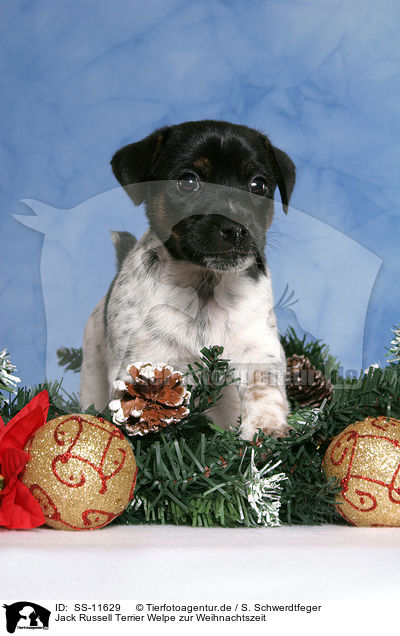 Jack Russell Terrier Welpe zur Weihnachtszeit / Jack Russell Terrier puppy at christmas time / SS-11629