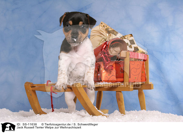 Jack Russell Terrier Welpe zur Weihnachtszeit / Jack Russell Terrier puppy at christmas time / SS-11638