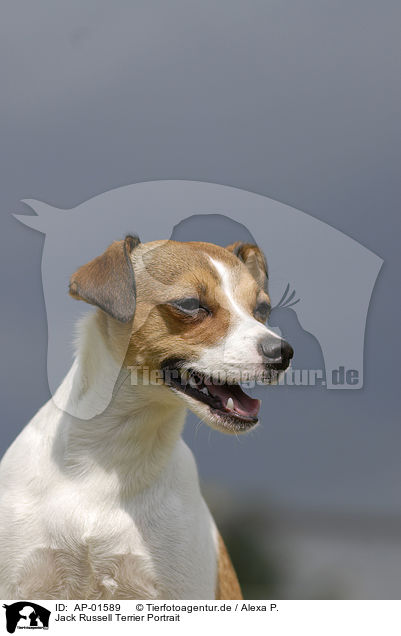 Jack Russell Terrier Portrait / Jack Russell Terrier Portrait / AP-01589