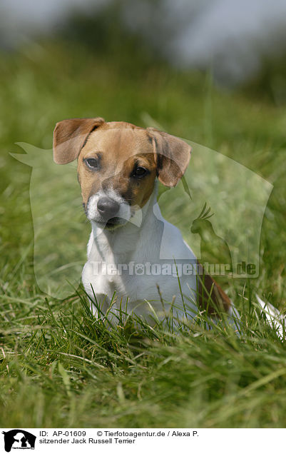 sitzender Jack Russell Terrier / sitting Jack Russell Terrier / AP-01609
