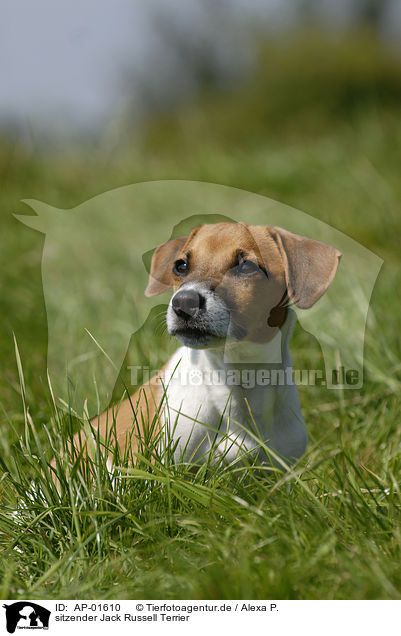 sitzender Jack Russell Terrier / sitting Jack Russell Terrier / AP-01610