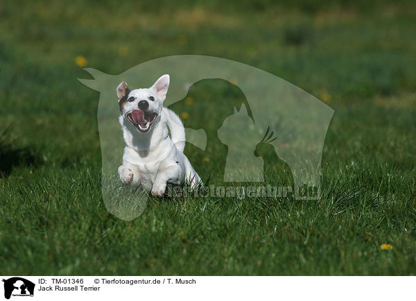 Jack Russell Terrier / Jack Russell Terrier / TM-01346