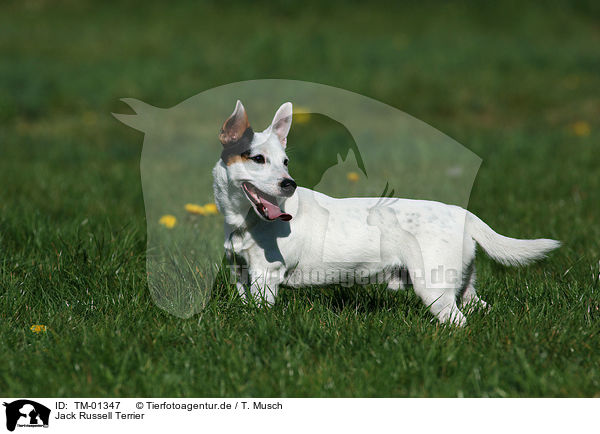 Jack Russell Terrier / Jack Russell Terrier / TM-01347