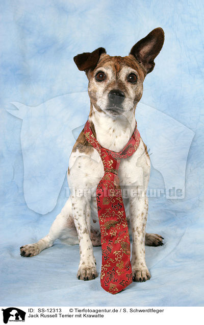 Jack Russell Terrier mit Krawatte / SS-12313