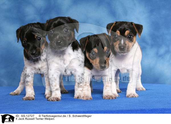 4 Jack Russell Terrier Welpen / SS-12727