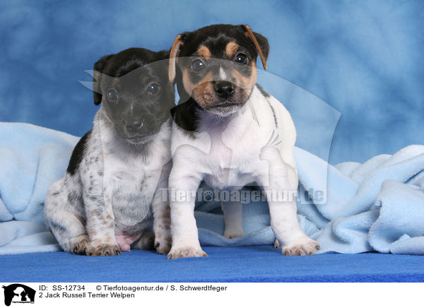 2 Jack Russell Terrier Welpen / 2 Jack Russell Terrier Puppies / SS-12734