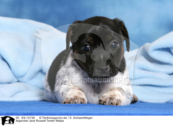 liegender Jack Russell Terrier Welpe / lying Jack Russell Terrier Puppy / SS-12736
