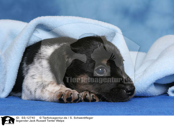 liegender Jack Russell Terrier Welpe / lying Jack Russell Terrier Puppy / SS-12740