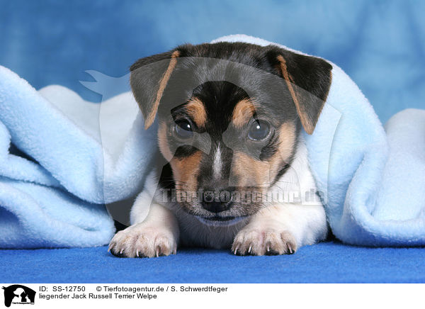 liegender Jack Russell Terrier Welpe / Jack Russell Terrier Puppy / SS-12750