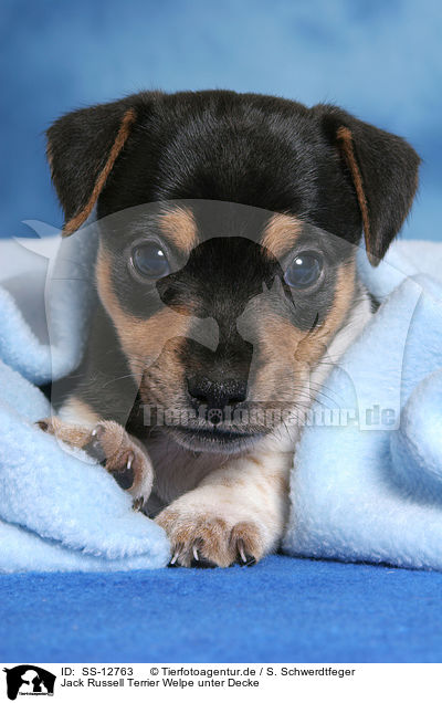 Jack Russell Terrier Welpe unter Decke / SS-12763