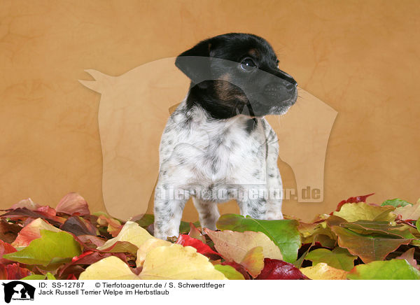 Jack Russell Terrier Welpe im Herbstlaub / SS-12787