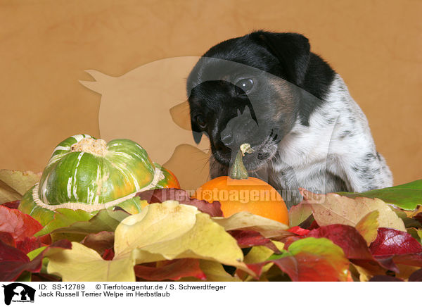 Jack Russell Terrier Welpe im Herbstlaub / SS-12789