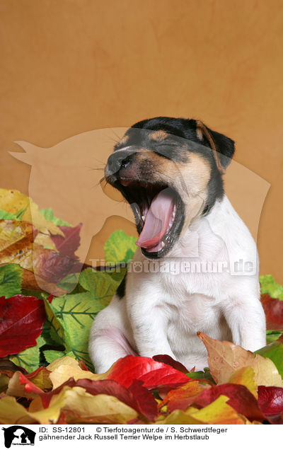 ghnender Jack Russell Terrier Welpe im Herbstlaub / SS-12801