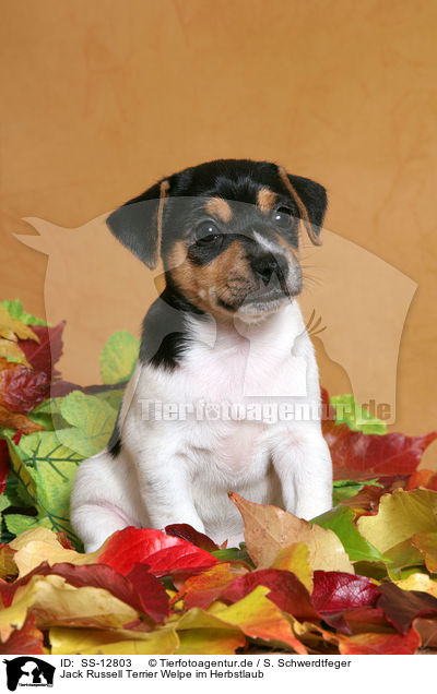 Jack Russell Terrier Welpe im Herbstlaub / SS-12803