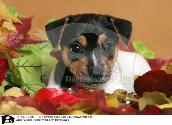 Jack Russell Terrier Welpe im Herbstlaub / SS-12807