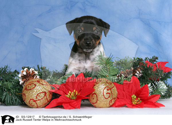 Jack Russell Terrier Welpe in Weihnachtsschmuck / SS-12817