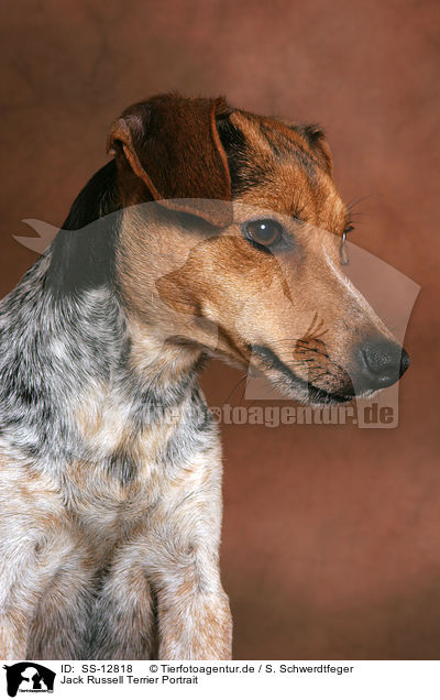 Jack Russell Terrier Portrait / SS-12818