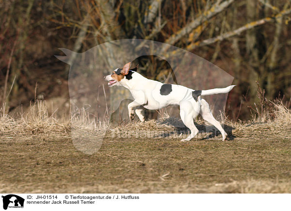 rennender Jack Russell Terrier / running Jack Russell Terrier / JH-01514