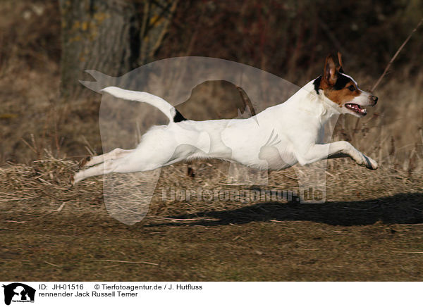 rennender Jack Russell Terrier / running Jack Russell Terrier / JH-01516