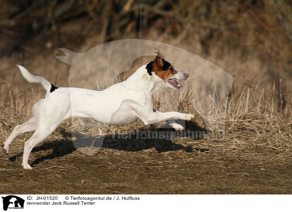 rennender Jack Russell Terrier / running Jack Russell Terrier / JH-01520
