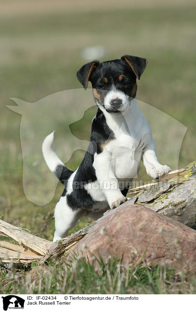 Jack Russell Terrier / IF-02434