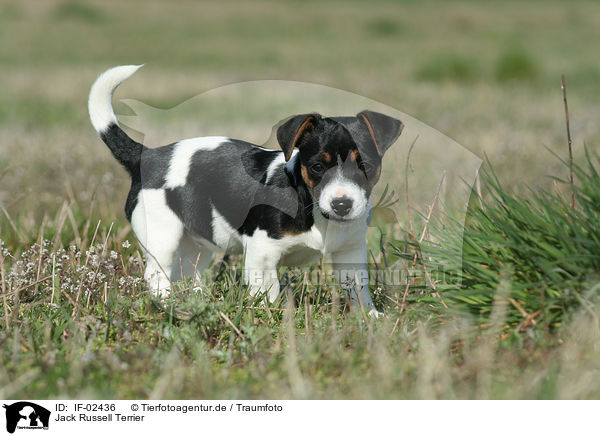 Jack Russell Terrier / IF-02436