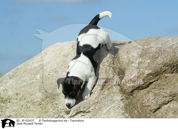 Jack Russell Terrier / Jack Russell Terrier / IF-02437
