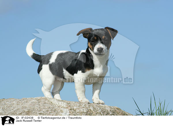 Jack Russell Terrier / Jack Russell Terrier / IF-02438