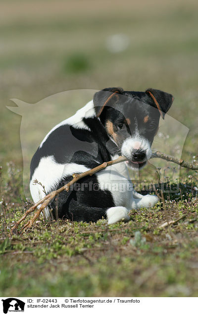 sitzender Jack Russell Terrier / IF-02443