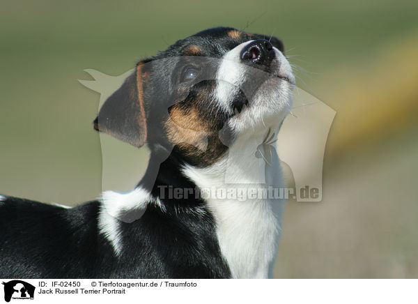Jack Russell Terrier Portrait / IF-02450
