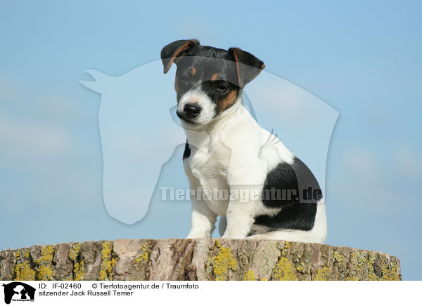 sitzender Jack Russell Terrier / sitting Jack Russell Terrier / IF-02460