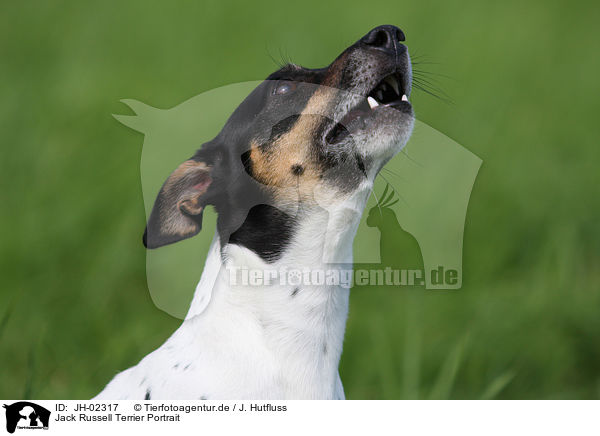 Jack Russell Terrier Portrait / Jack Russell Terrier Portrait / JH-02317