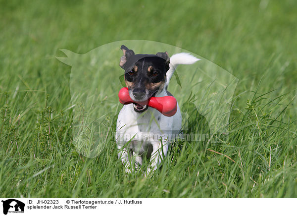 spielender Jack Russell Terrier / JH-02323