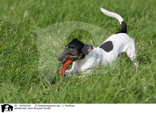 spielender Jack Russell Terrier / JH-02324