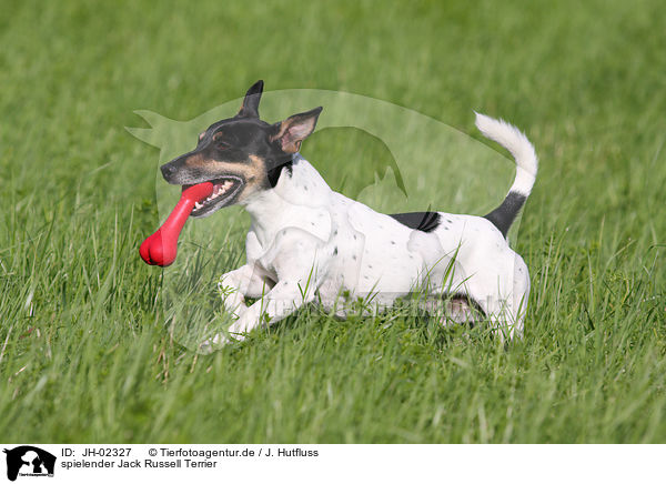 spielender Jack Russell Terrier / JH-02327