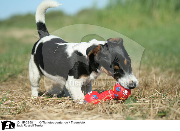 Jack Russell Terrier / Jack Russell Terrier / IF-02581