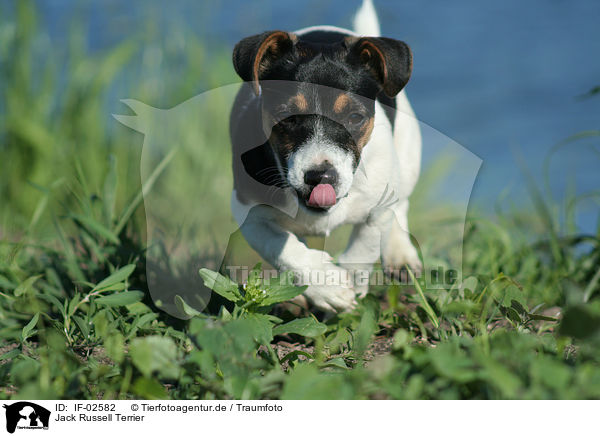 Jack Russell Terrier / Jack Russell Terrier / IF-02582