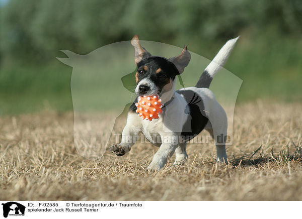 spielender Jack Russell Terrier / IF-02585