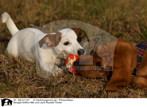 Beagle-Griffon-Mix und Jack Russell Terrier / BS-01147
