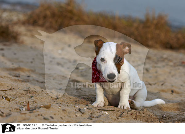 sitzender Jack Russell Terrier / sitting jack russell terrier / BS-01175
