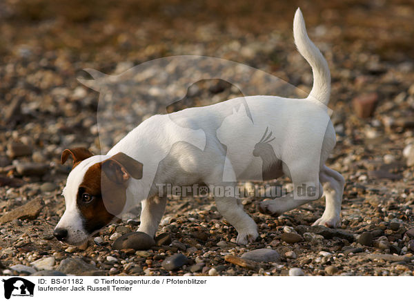 laufender Jack Russell Terrier / walking jack russell terrier / BS-01182