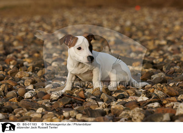 sitzender Jack Russell Terrier / sitting jack russell terrier / BS-01183