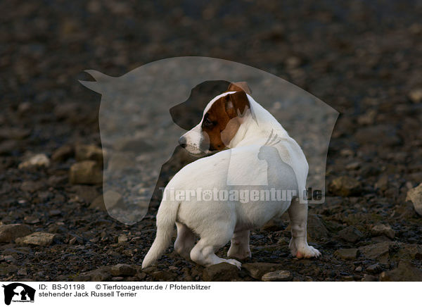 stehender Jack Russell Terrier / standing jack russell terrier / BS-01198